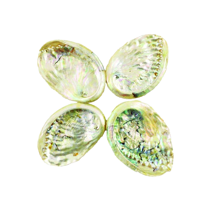Threaded Abalone Shell