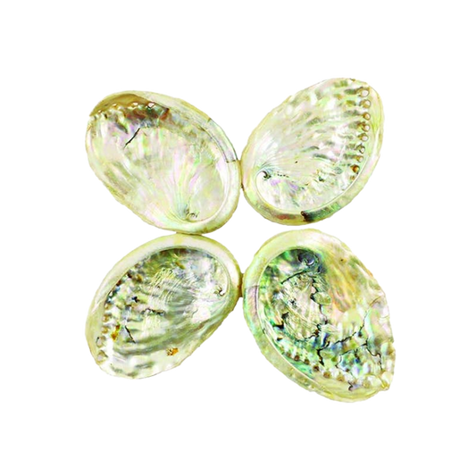 Threaded Abalone Shell