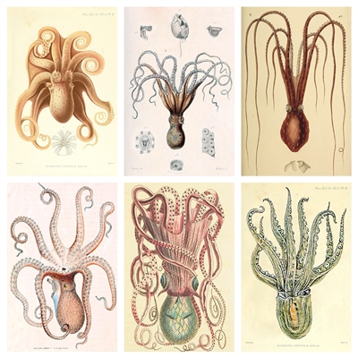 Mini Octopus Mini Matchbox
