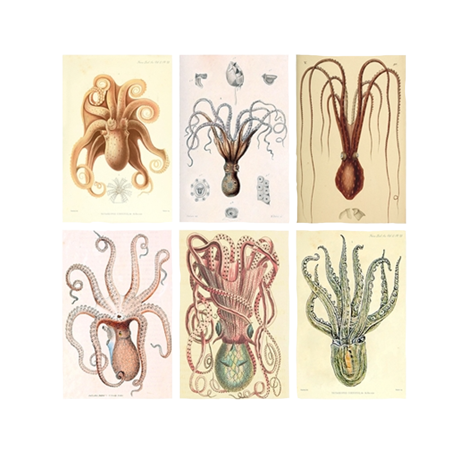 Mini Octopus Mini Matchbox