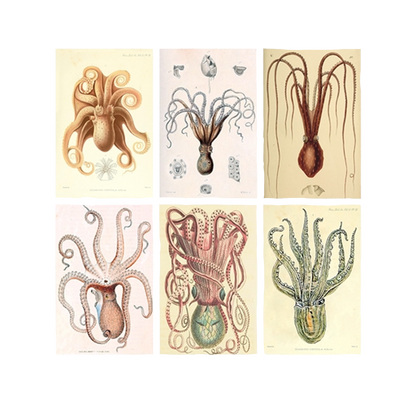 Mini Octopus Mini Matchbox